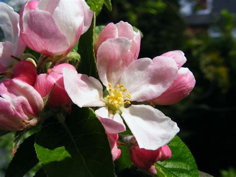 Fileapple Blossom 01 Wikimedia Commons
