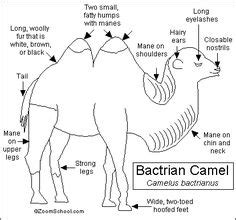 They do not, however, store water in them as is commonly believed, though they do serve this purpose through roundabout means. Dromedary camels have several adaptations for their desert ...