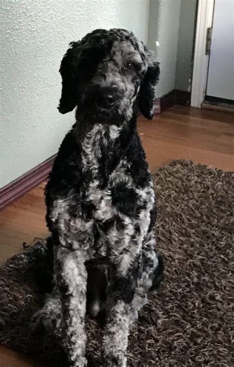 Merle combinations are dominant genes that override a solid color goldendoodle. Australian Labradoodle Puppies For Sale | Allergy Friendly