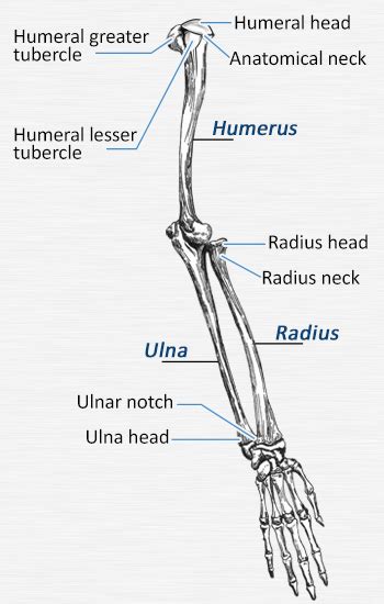 Anatomy Of Bones Of The Arm