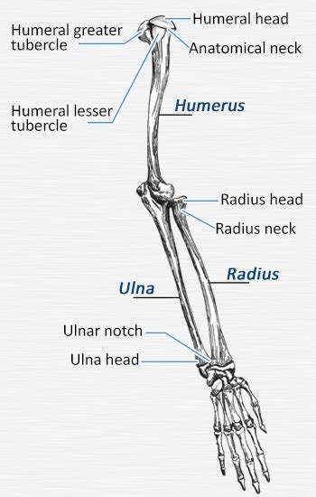 Anatomy Of Bones Of The Armskeletal System