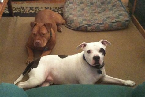Ester c👉roar is homeopathy in a nano silver mix with a few beneficial herbs. Does this "Mastiff mix" dog have any pitbull in them? (lab ...