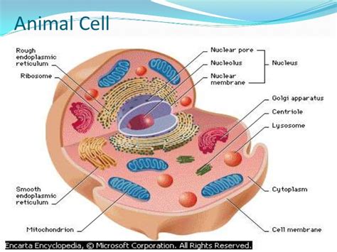 Under the microscope, an animal cell shows many different parts called organelles, that work together to keep the cell functional. Presentation Name on emaze