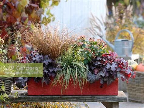 We did not find results for: GAP Gardens - Red wooden trough with Hypericum 'Magical ...