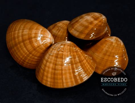 Smooth Clam Mariscos Vivos