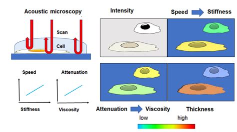 Cellular Imaging With Structural And Mechanical Alterations Against