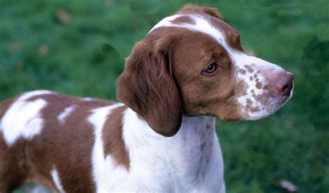 I start off with the list's megastar, the dalmatian before introducing you to other lesser known breeds. Brittany Dog Breed Information