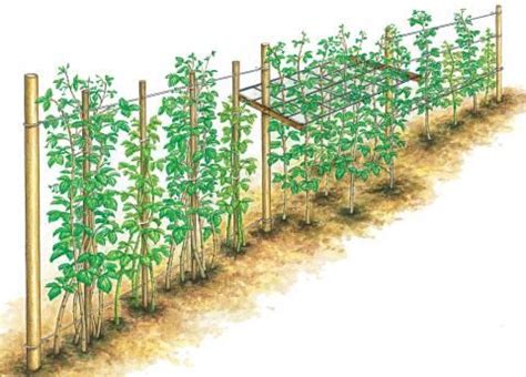 Wenn sie ihre himbeeren regelmäßig schneiden, wird die mühe belohnt mit ertragreichen diese anleitung erklärt praxisbezogen, wann und wie sie einen himbeerstrauch richtig schneiden. Himbeeren schneiden: Einfache Anleitung | Garten, Garten ...