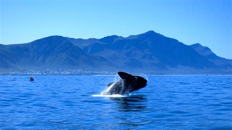 In Pictures People At The Hermanus Whale Watching Festival Captured