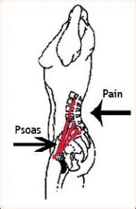 The thoracic spine supports twelve pairs of ribs that slope gently down from the back as they pass. The Psoas, the Lumbar Spine and Lower Back Pain