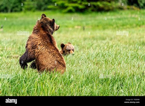 grizzly bear mom looking over her shoulder with cub in a sancturay along the great bear