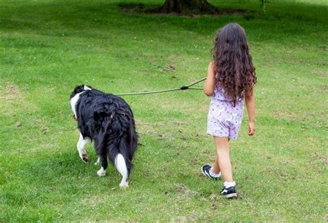 ⊛ CÓmo Convencer A Tus Padres De Tener Un Perro Guía