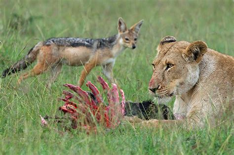 It's a jungle out there. Lion and Jackal | Sean Crane Photography