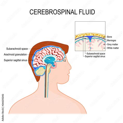 Cerebrospinal Fluid Csf Is A Clear Fluid In The Brain And Spinal Cord