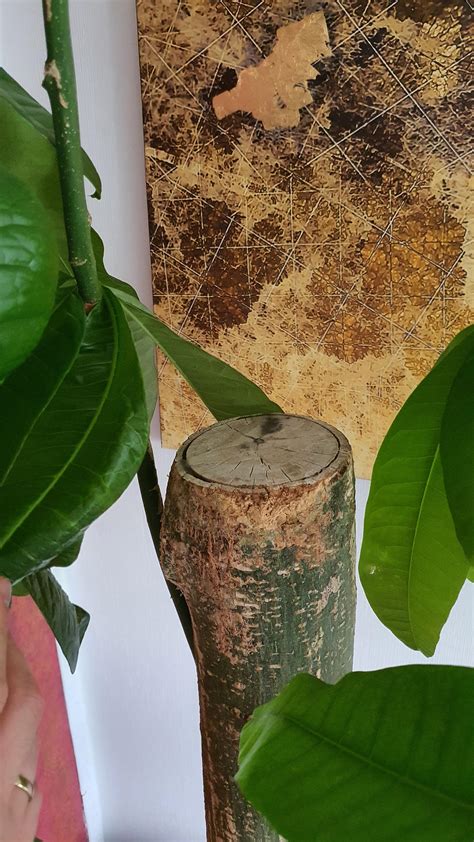 We did not find results for: Glückskastanie (pachira aquatica) Baumstamm abgesägt ...
