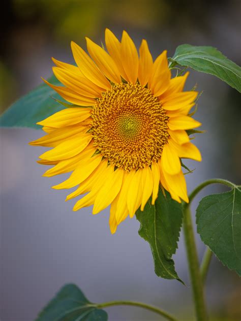 Sunflower Flower Free Stock Photo Public Domain Pictures