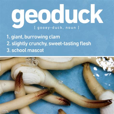 Meet The Geoduck Our Regions Most Phallic Clam The Evergrey