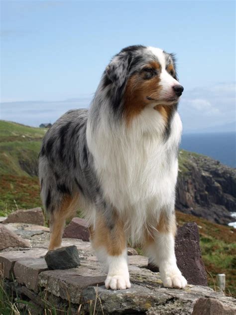 The australian shepherd was given its name because of their association with the basque sheepherders who came to the united states from australia in the 1800's. Australian Shepherd Dog Breed Guide - Preloved UK