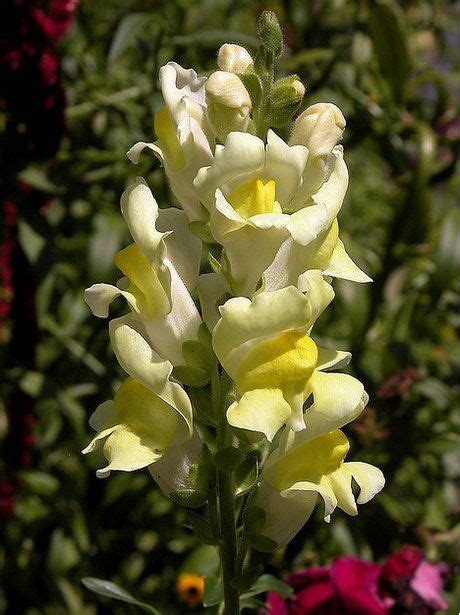 Antirrhinum Plant Growing And Care Guide For Gardeners