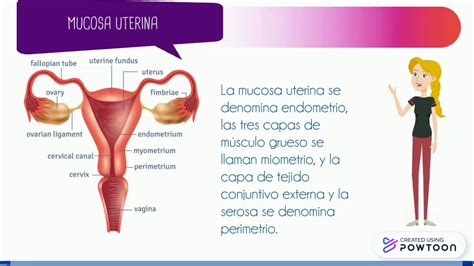 Cartel De Diferencias Del Aparato Reproductor Femenino Y El Aparatod Ad