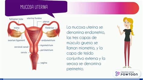 Aparato Reproductor Sistema Reproductor Masculino Y Femenino Porn Sex