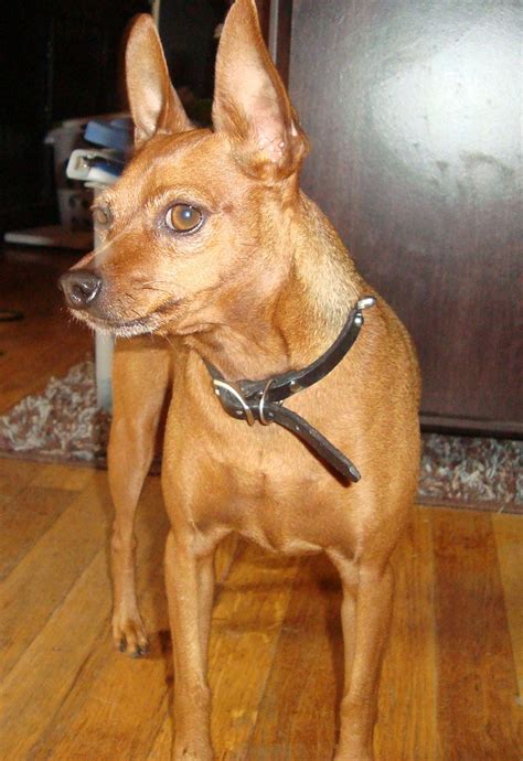 Our Min Pin Little Red Min Pin Dogs Crazy Dog Mini Pinscher