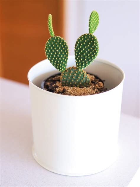 Mickey Mouse Cactus Plantme Chile