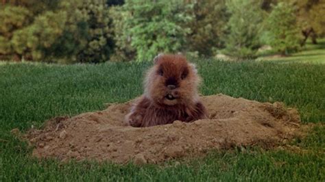 Things You Never Knew From The Set Of Caddyshack Ninjajournalist
