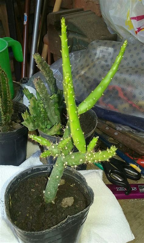 Principalmente, conocer el nombre de las especies de tus suculentas o cactus te ayudará, entre otras cosas además, te recomendamos que las etiquetes utilizando el nombre científico y el nombre común. Opuntia salmiana | Cactus y suculentas, Plantas suculentas ...