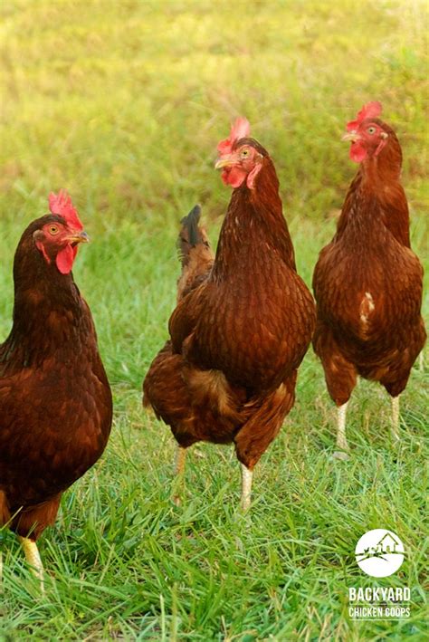 5 Reasons To Love Rhode Island Red Chickens Rhode Island Red Road