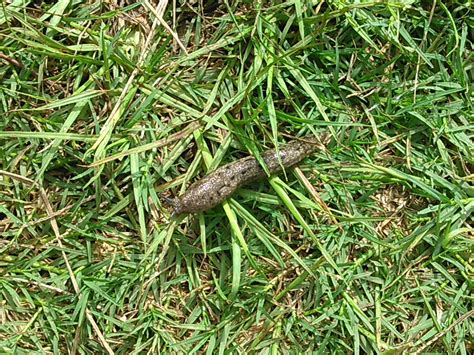 Slug In The Grass Canopy Roads Of South Georgia