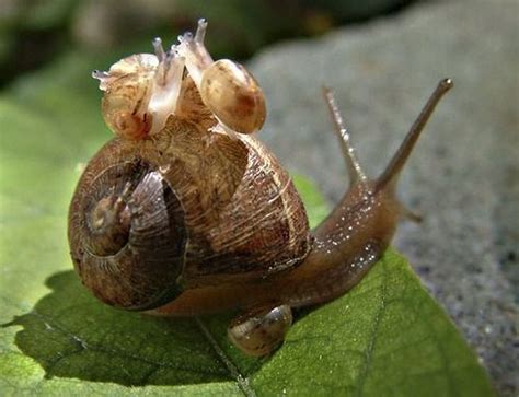 So the hump is to store water when we are in the desert, the legs are for walking through the desert and these eyelashes protect my eyes from the desert. What do newborn snails look like? How are they cared for ...