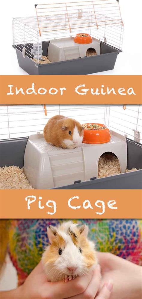 The Best Cages Hutches And Enclosures For Guinea Pigs In The Test 2023