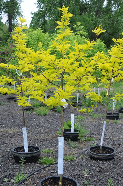Honey locust farm, caledonia, new york. HONEYLOCUST SUNBURST For Sale in Boulder Colorado