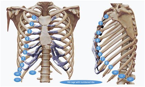They articulate with the vertebral column posteriorly, and terminate anteriorly as cartilage (known as costal cartilage). Rib Injury | Rib Injury Clinic