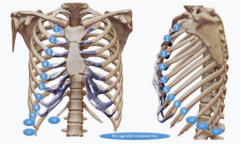 There's a reason they're one of the favourite study tools of anatomy students! Rib Injury | Rib Injury Clinic