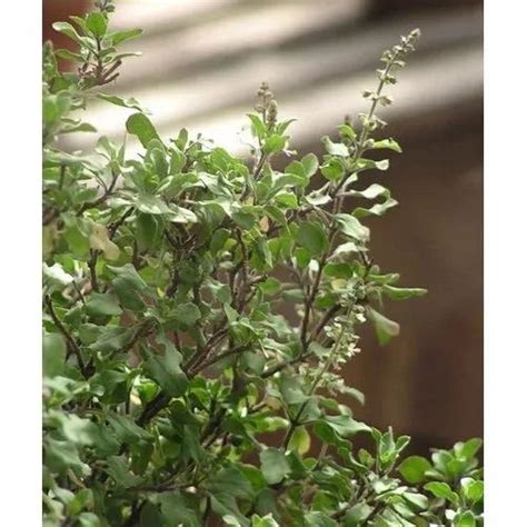 Green Fresh Tulsi Leaves Ocimum Tenuiflorum Packaging Size 5 20 Kg