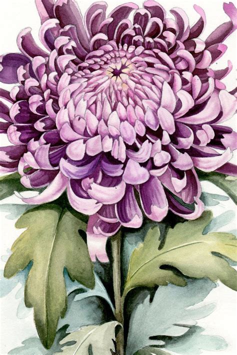 Pink Chrysanthemum Botanical Illustration Watercolor Flower Painting