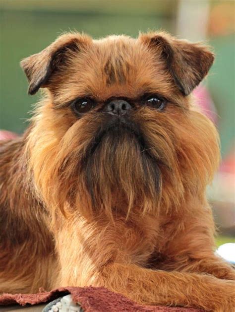 Check spelling or type a new query. 223 best Х Brussels Griffon (Griffon Bruxellois) images on ...