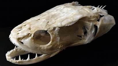 Channa Skull Vertebrates Scopoli Reptileevolution