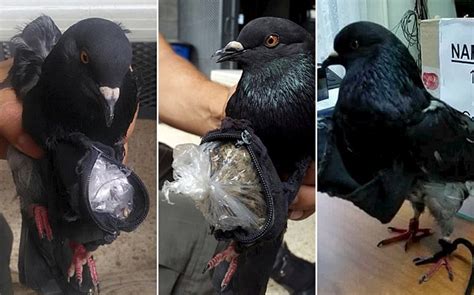 Drug Trafficking Carrier Pigeon Detained In Costa Rica