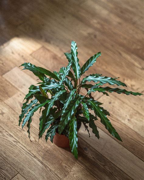 Calathea rufibarba care guide (water & propagation tips)