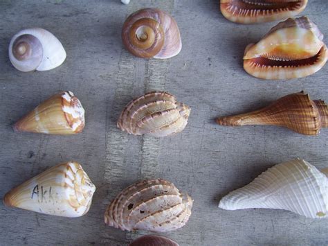 Six Sea Shells Free Stock Photo Public Domain Pictures