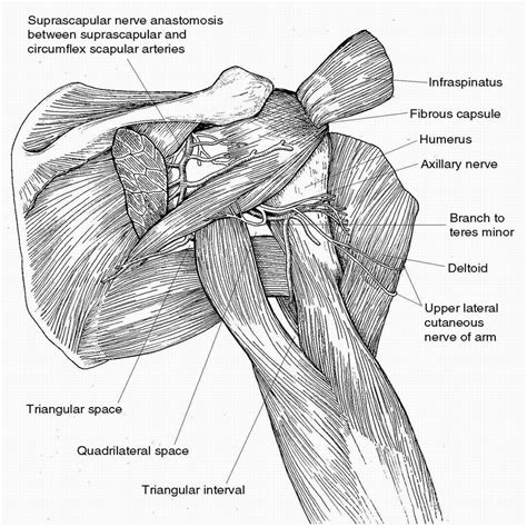 Axillary Nerve Injury Diagnosis And Treatment Jaaos Journal Of The