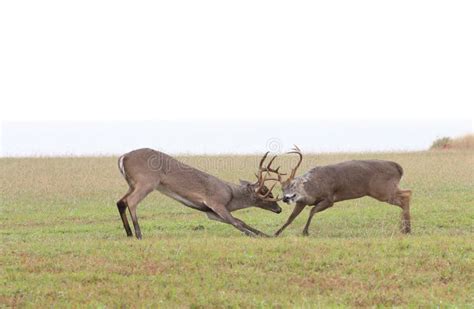 Whitetail Deer Fighting Stock Image Image Of Antlers 7719573