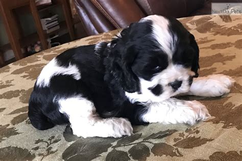 Kc reg working cocker spaniels stunning red working cocker spaniel pups for sale.1 dog £3000 coming from excellent working and ftch line. Bobby: Cocker Spaniel puppy for sale near Dallas / Fort ...