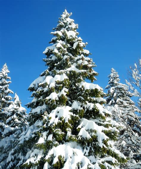 Free Images Branch Snow Cold Winter White Evergreen Weather