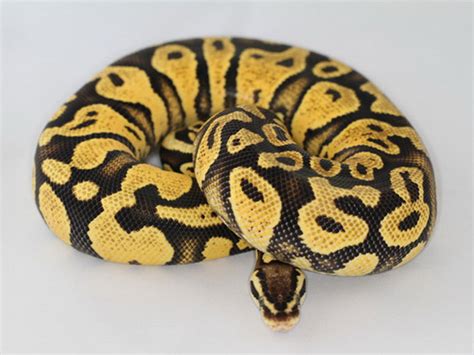 Pastel Yellow Belly Morph List World Of Ball Pythons