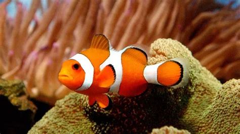 Finding Nemo Fish Facing Extinction As Climate Change Sees Temperatures