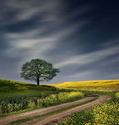 Lonely Tree Nature Pictures Landscape Photography Nature Photography